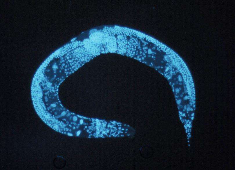 Image de Caenorhabditis elegans
