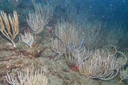 Image of white horny coral