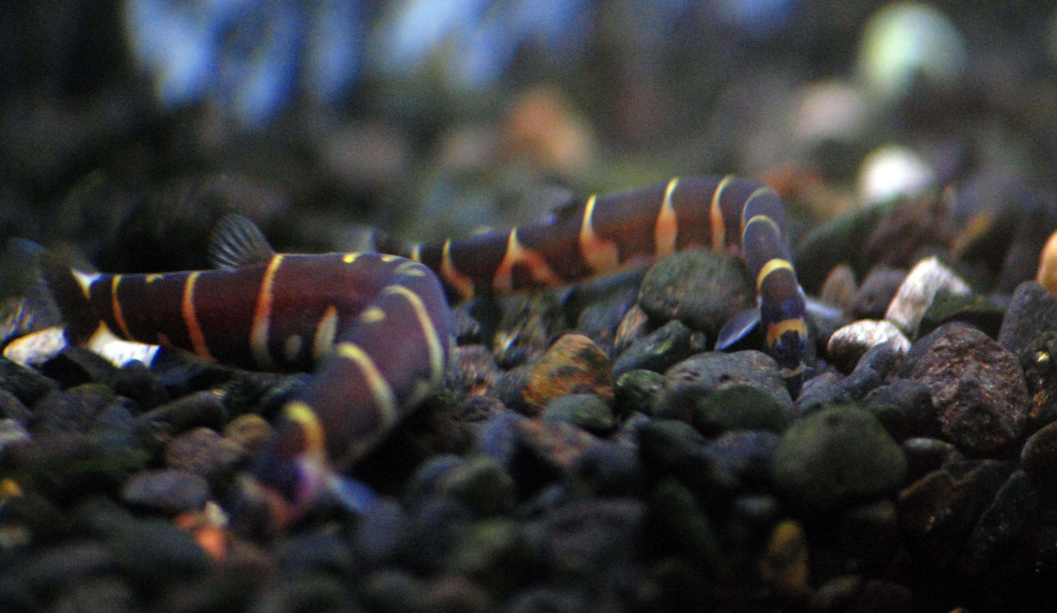 Image of Eel-loaches