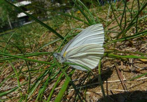 Image of Mustard White