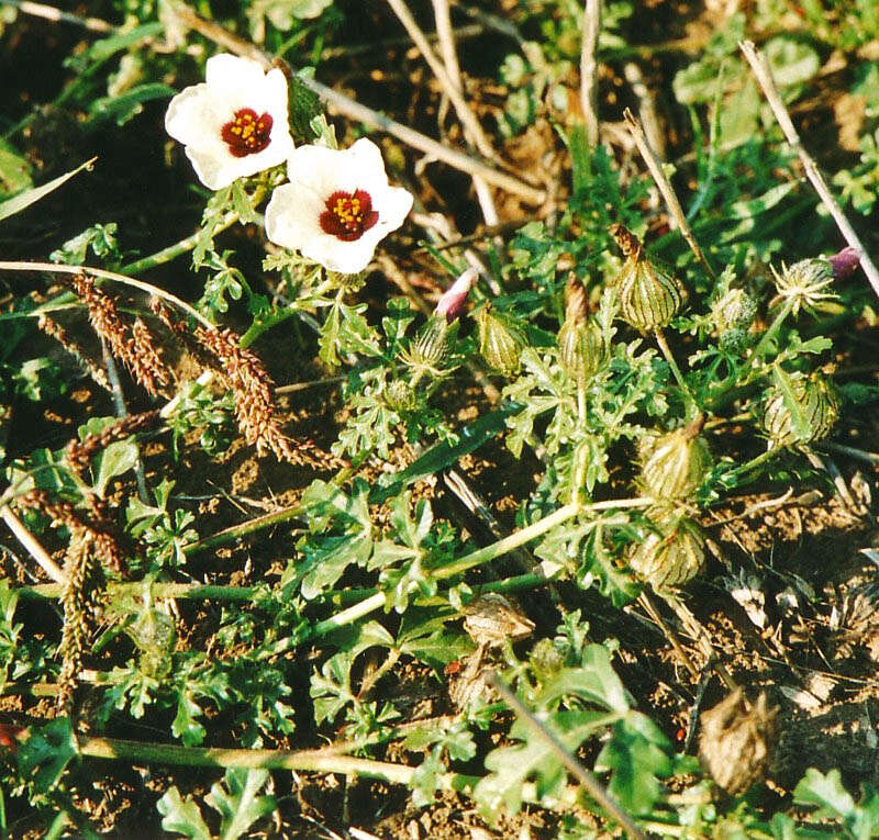 Image of flower of an hour