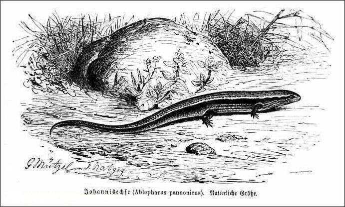 Image de Ablepharus pannonicus (Fitzinger 1824)