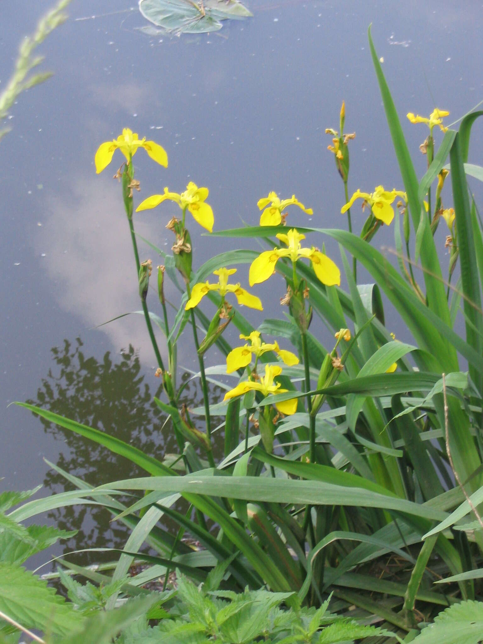 Image of yellow flag, yellow iris