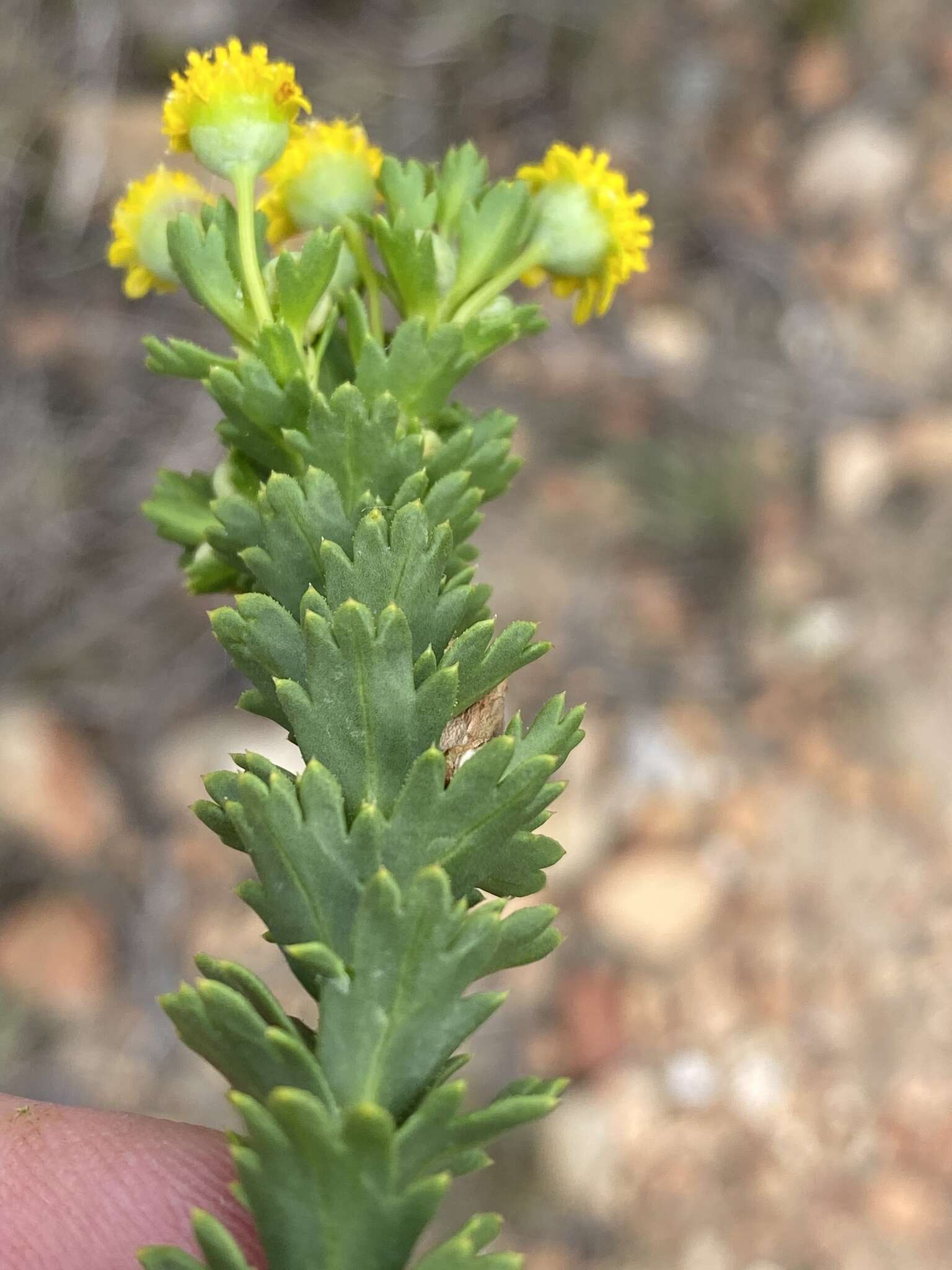 Image of Euryops algoensis DC.