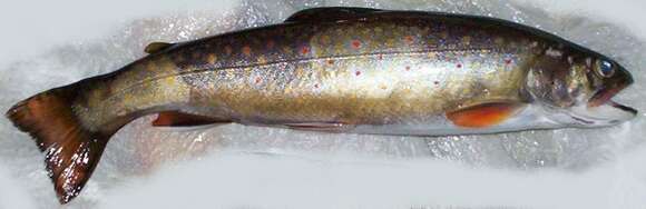 Image of brook trout