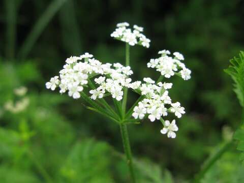 Image of Japanese hedge-parsley