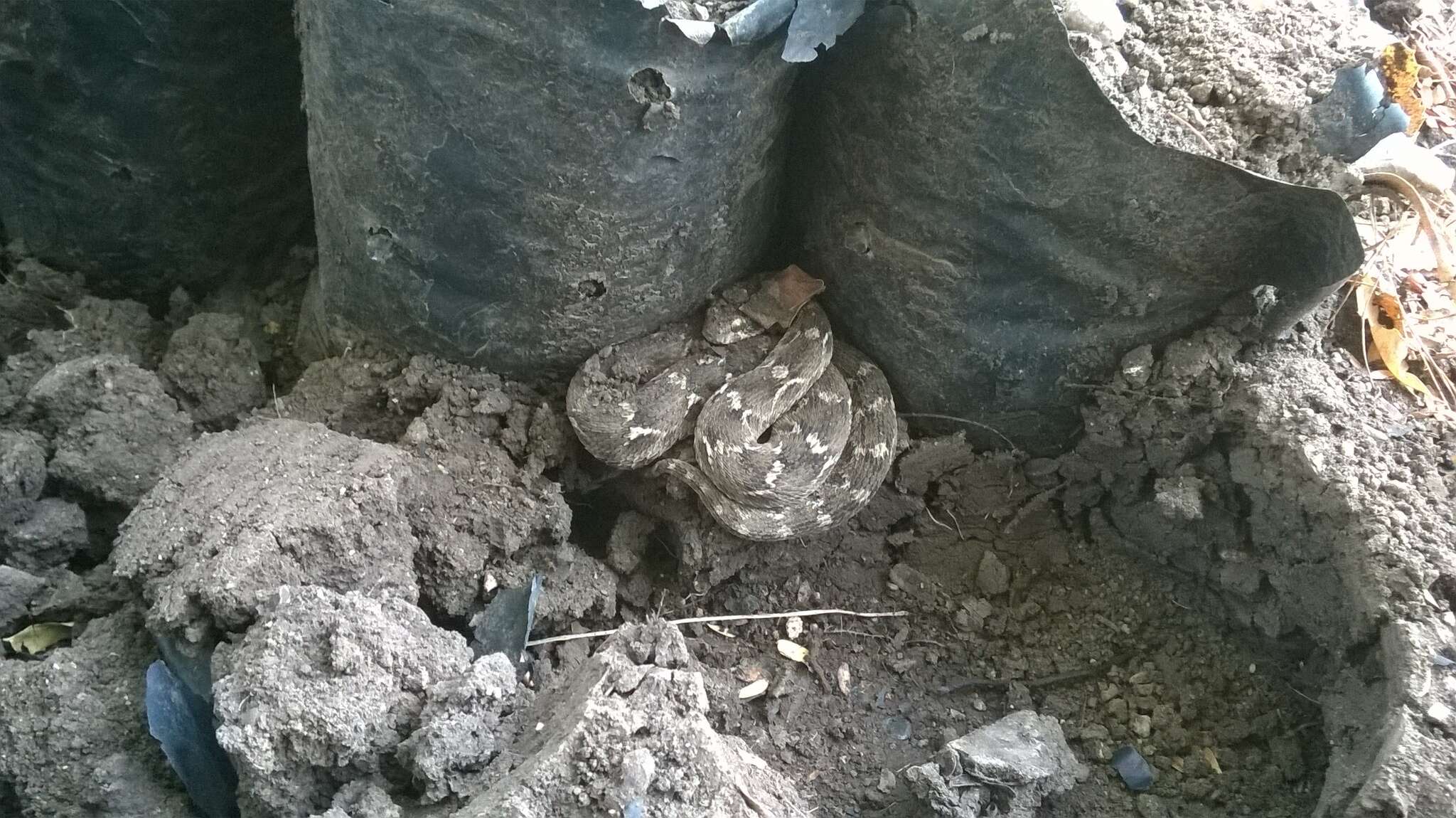 Image of Saw-scaled Viper