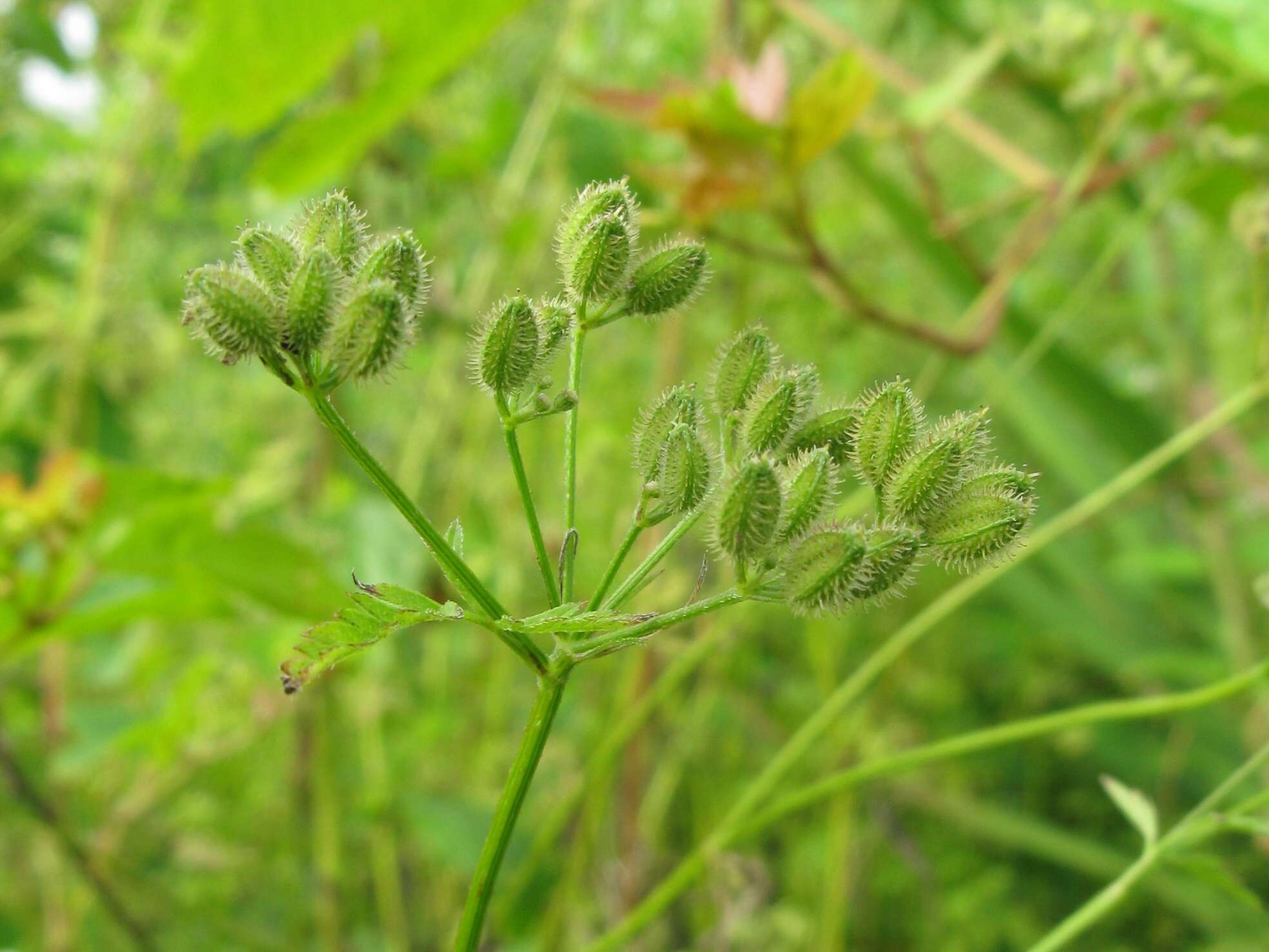 Torilis japonica (Houtt.) DC. resmi