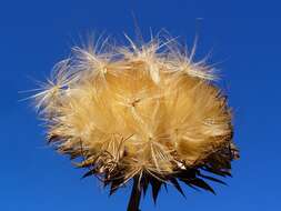 Image of cardoon