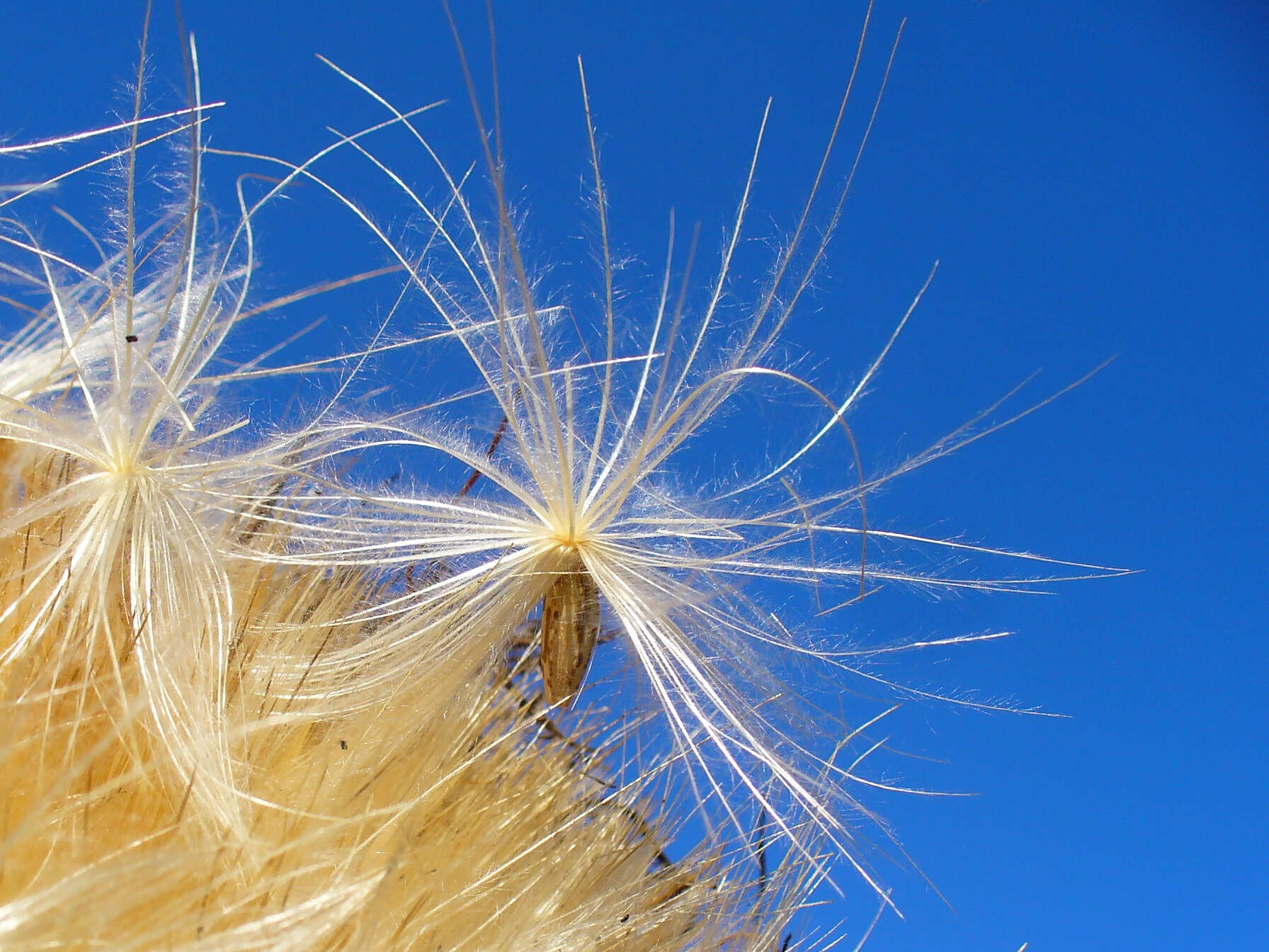 Image of cardoon