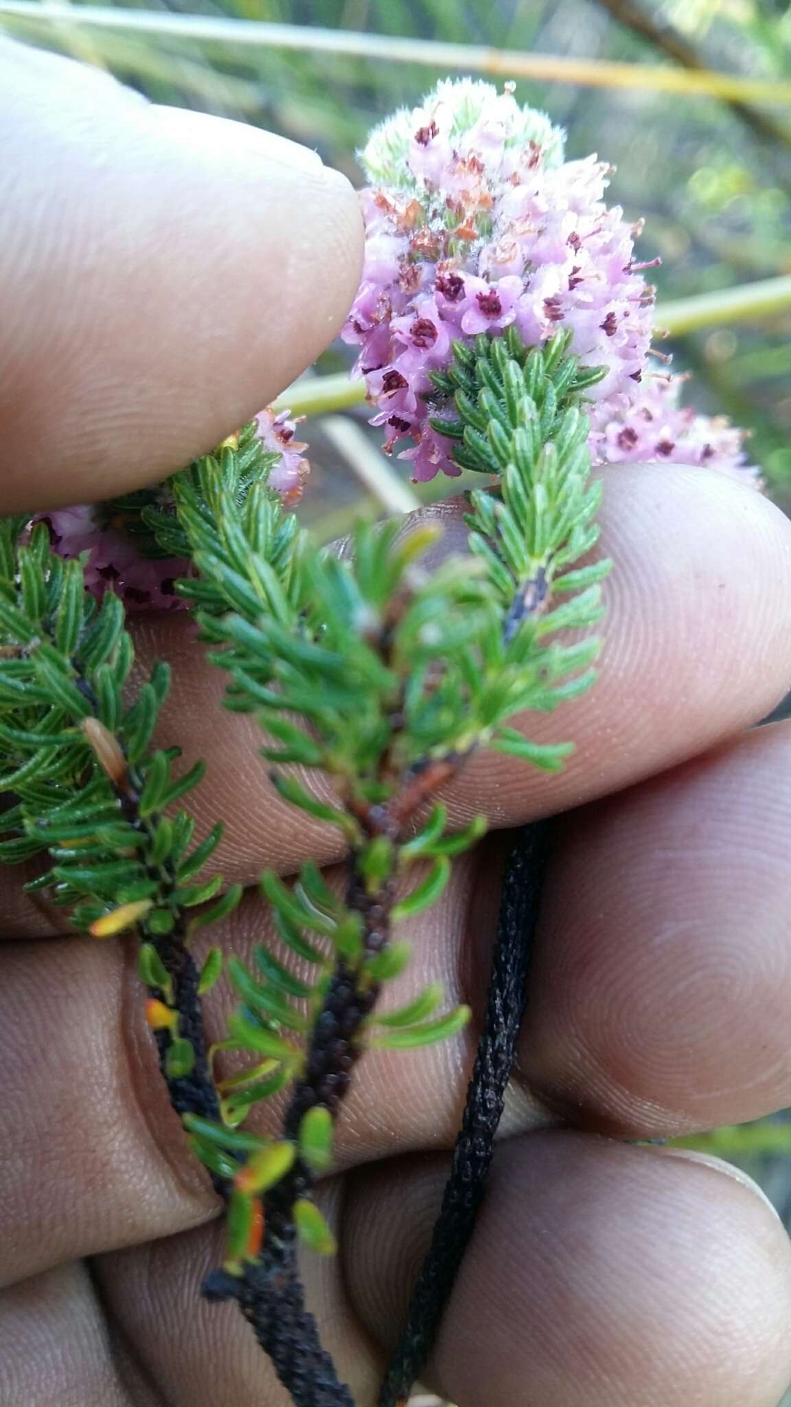 Image of Erica empetrina L.