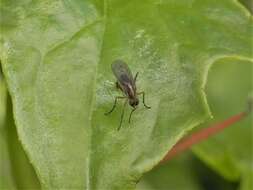 Image of Tetrachaetus bipunctatus Parent 1933