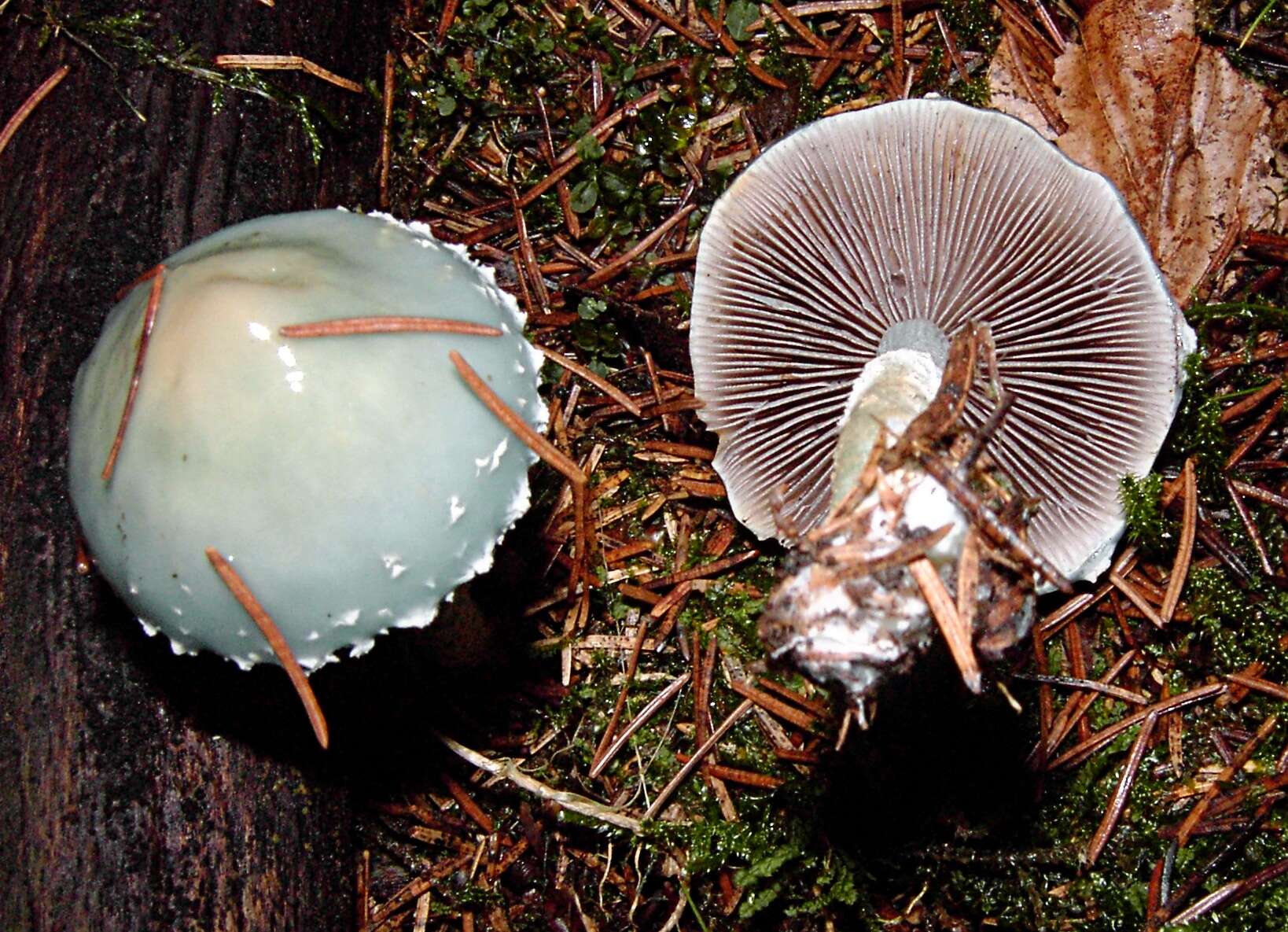 Image of verdigris agaric