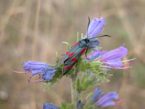 Image of six-spot burnet