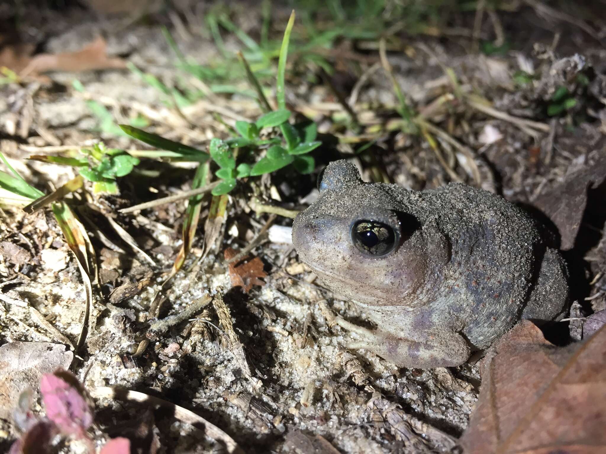 Imagem de Scaphiopus holbrookii (Harlan 1835)