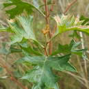 Image of Grevillea ramosissima Meissn.