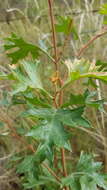 Image of Grevillea ramosissima Meissn.