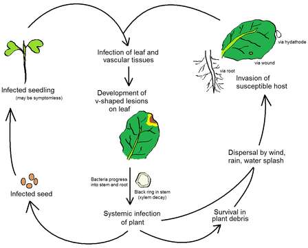 Image of Xanthomonadales