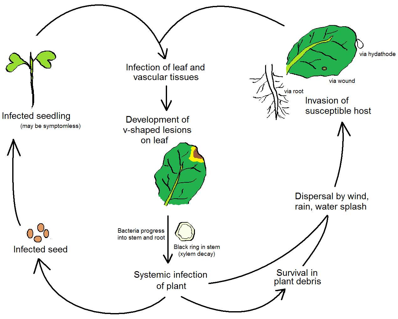 Image of Xanthomonadales