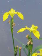 Image of yellow flag, yellow iris