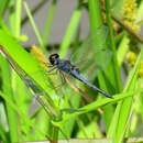 Image of Double-ringed Pennant