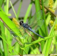 Слика од Celithemis verna Pritchard 1935