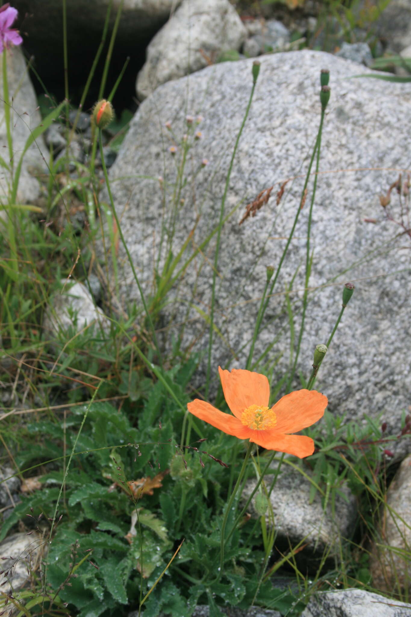 Sivun Papaver lisae N. Busch kuva