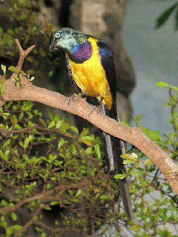 Image of Golden-breasted Starling