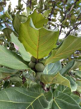 Image of fiddle-leaf fig