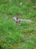 Image of Columbian ground squirrel