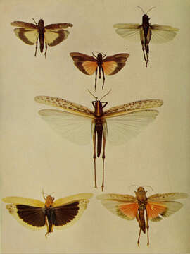 Image de Schistocerca americana (Drury 1770)