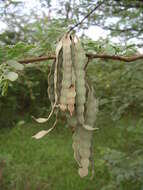 Sivun Vachellia nilotica subsp. adstringens (Schumach. & Thonn.) Kyal. & Boatwr. kuva