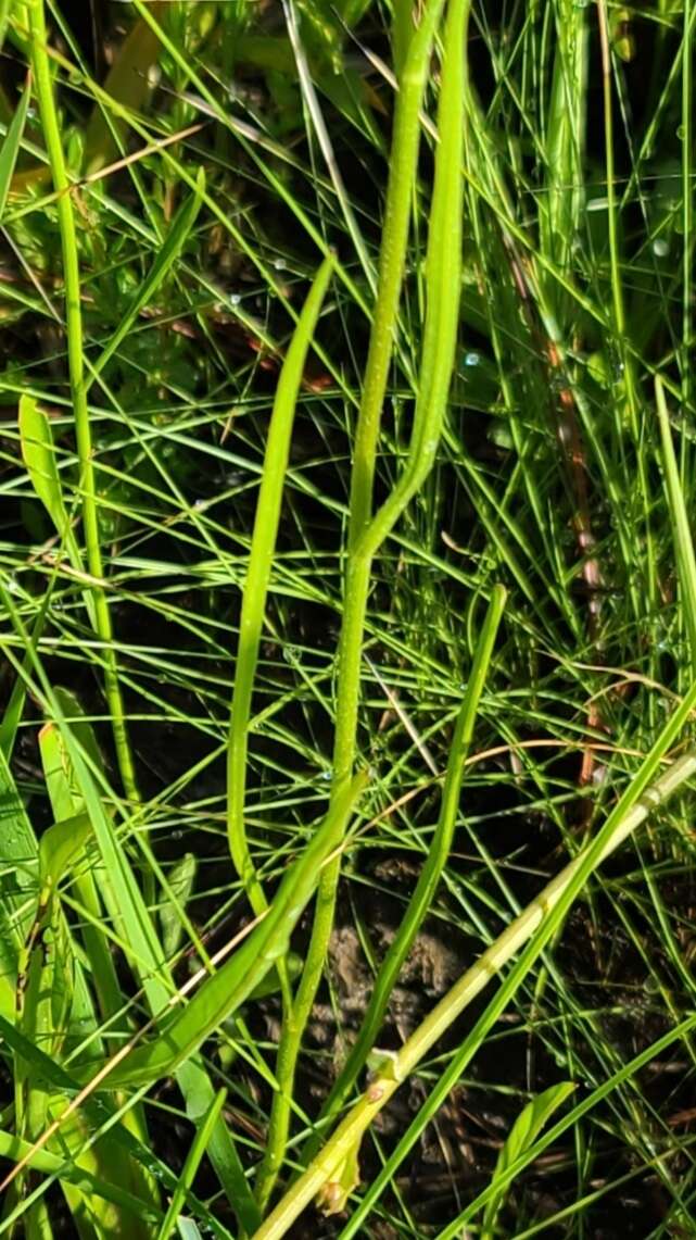 Image of Grass-Leaf Coneflower