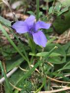 Gentianopsis ciliata subsp. ciliata的圖片