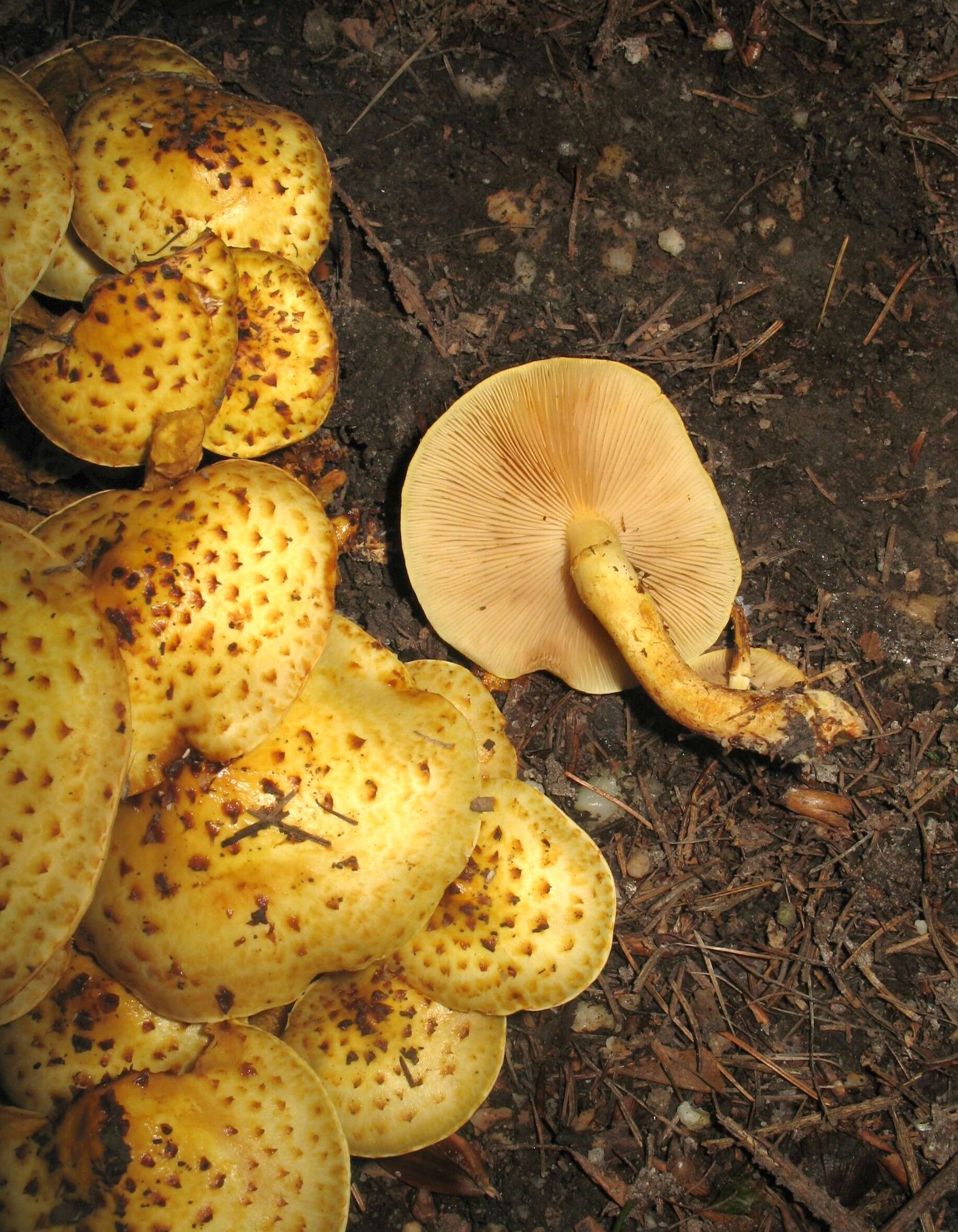 Plancia ëd Pholiota aurivella (Batsch) P. Kumm. 1871