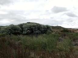 Image of orange wattle