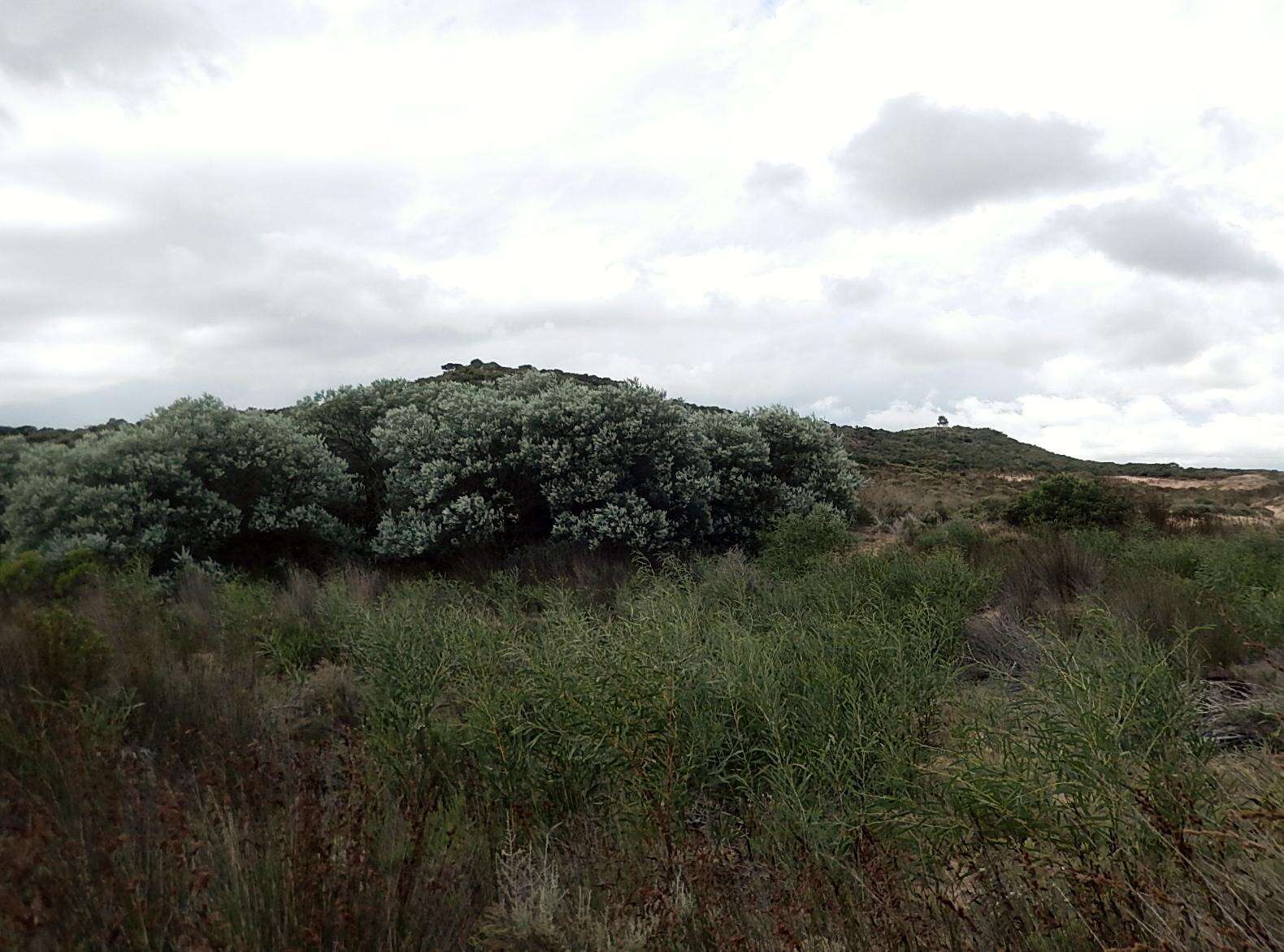 Image of orange wattle