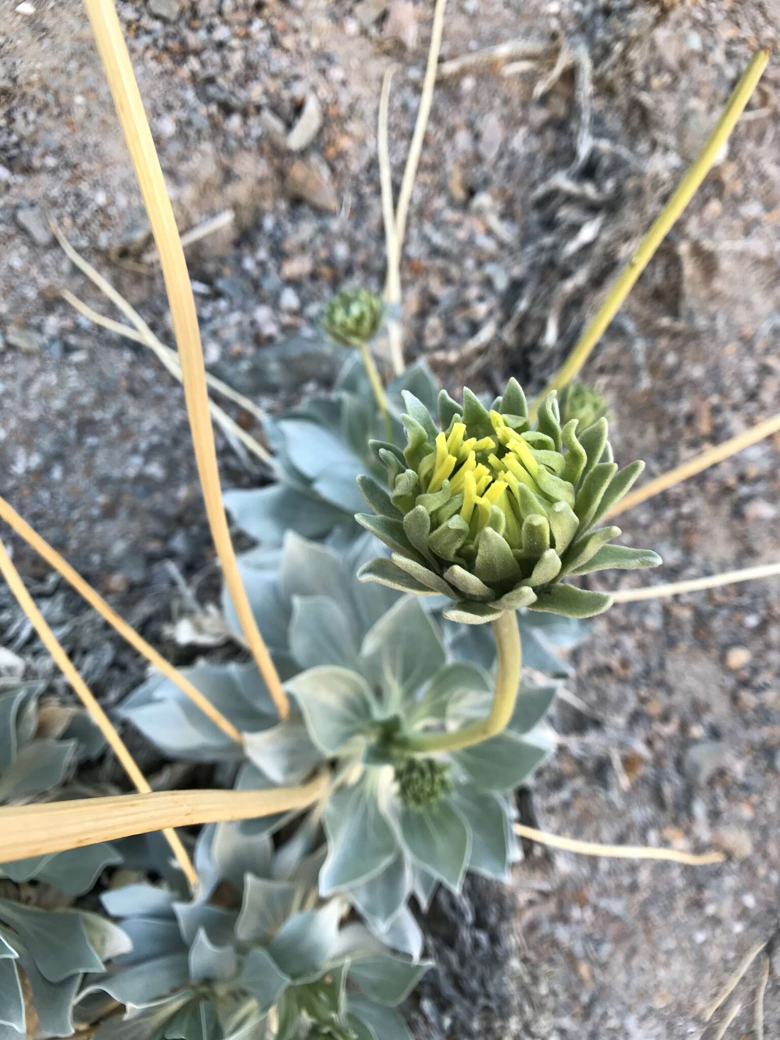 Image of Panamint daisy