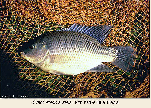Image of Blue tilapia