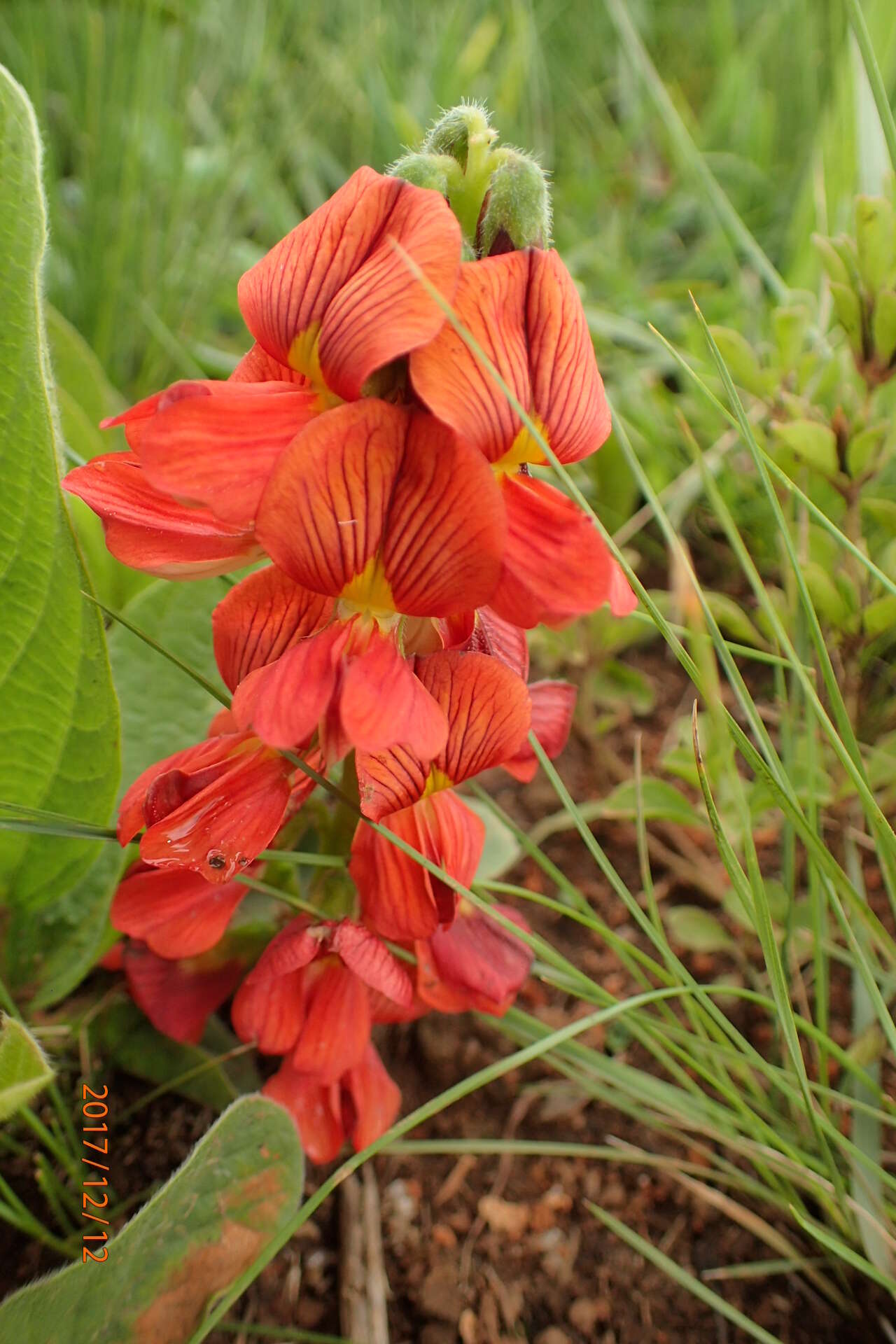 Image of Eriosema distinctum N. E. Br.