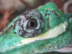 Image of Cuban Giant Anole