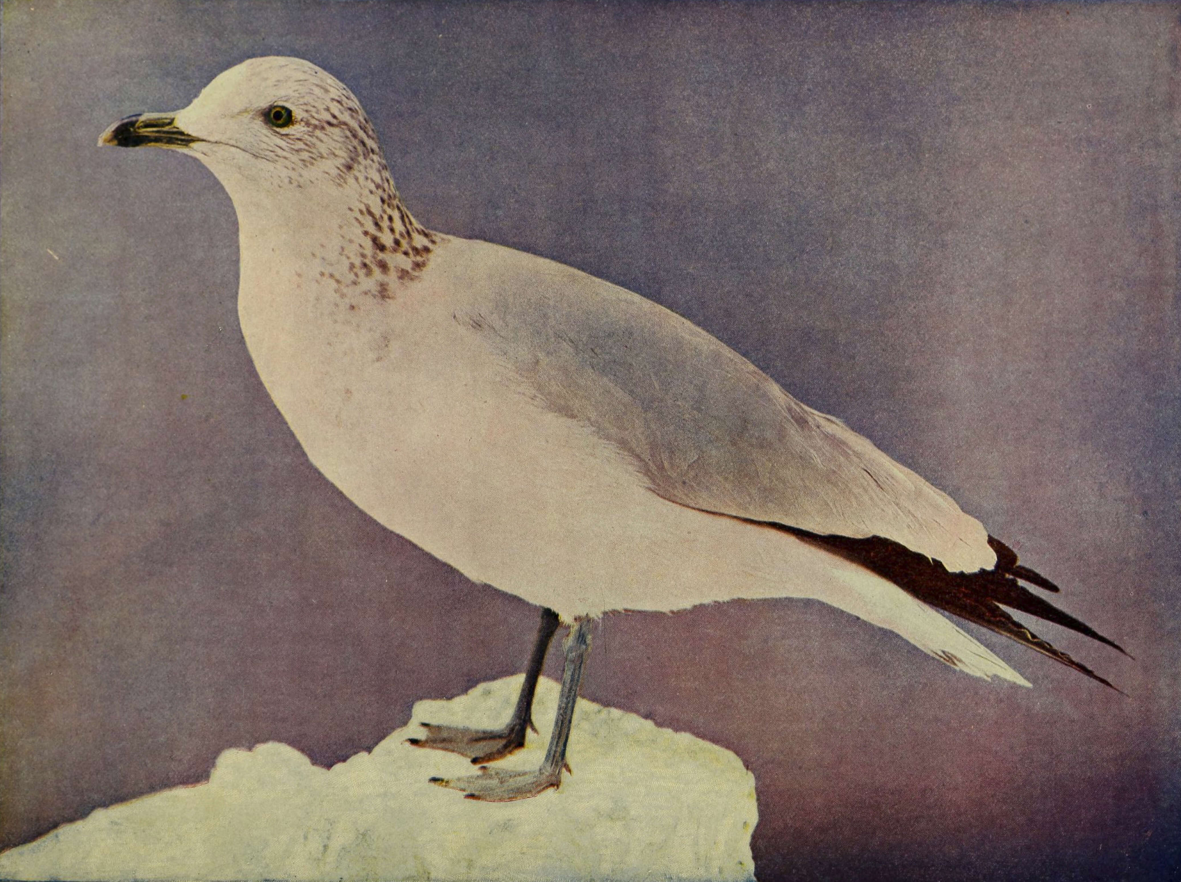 Image of Ring-billed Gull