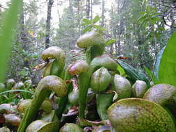 Image of California pitcherplant