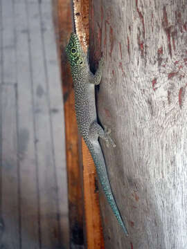 Image of Standing's Day Gecko