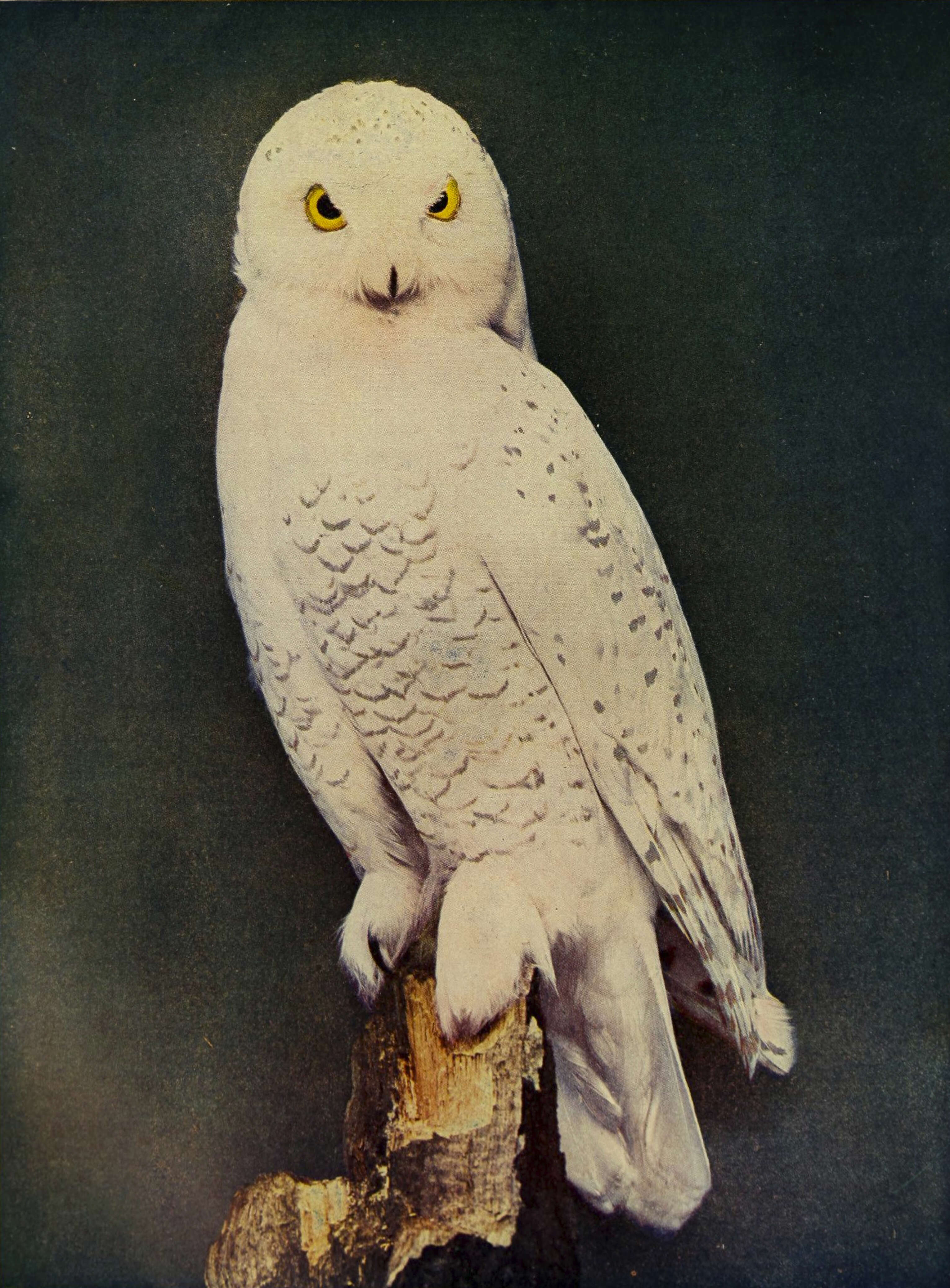 Image of Snowy Owl