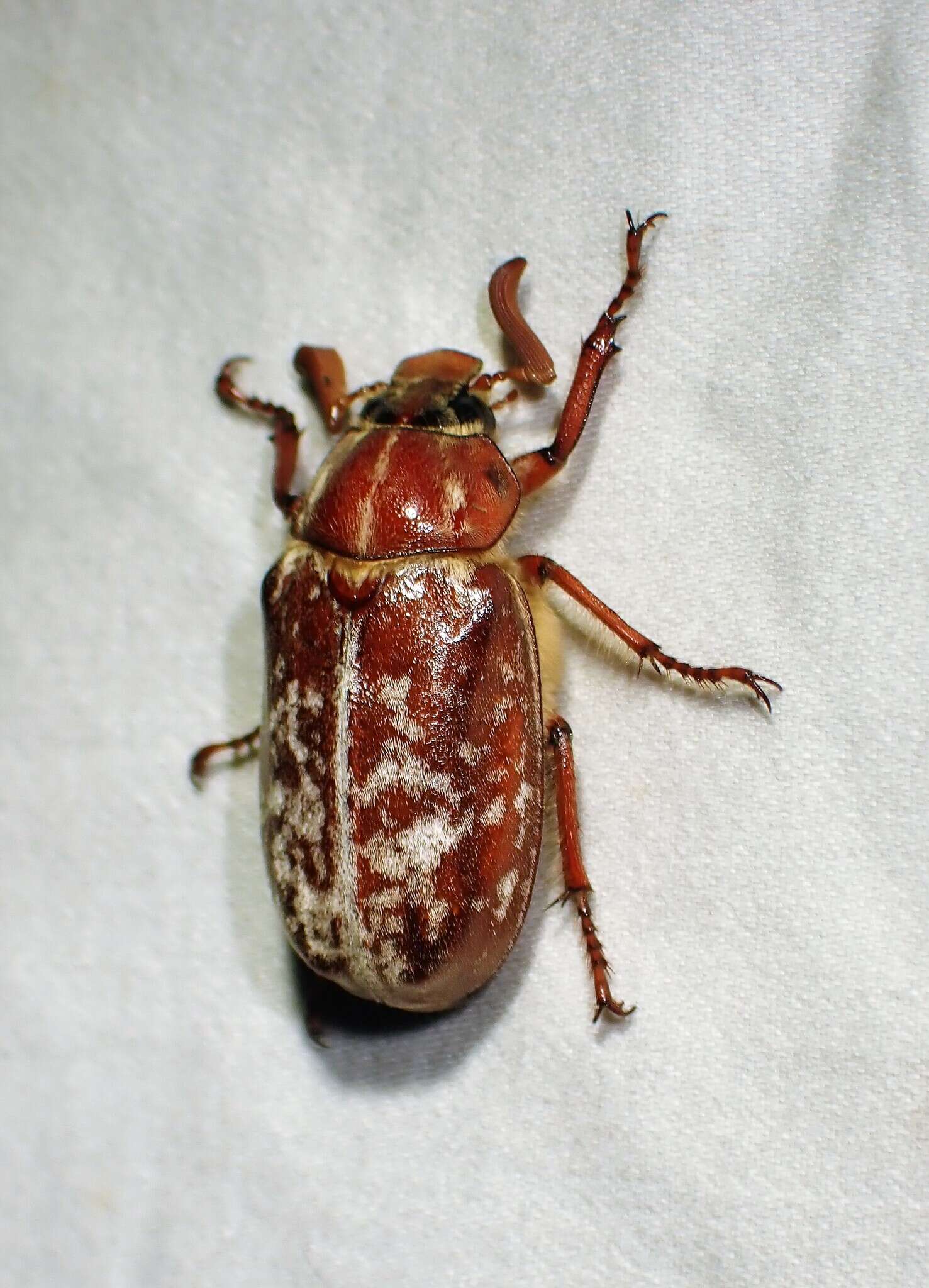 Image of Variegated June Beetle