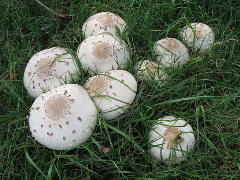 Plancia ëd Chlorophyllum molybdites (G. Mey.) Massee ex P. Syd. 1900