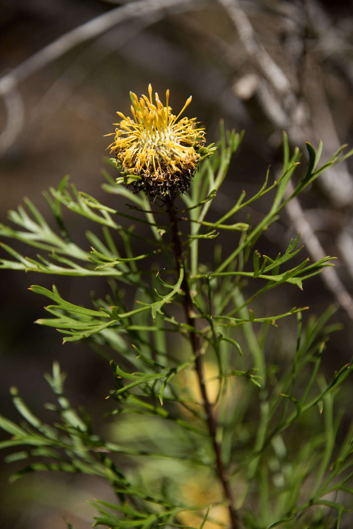 Imagem de Isopogon anemonifolius (Salisb.) Knight