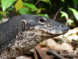 Image of Varanus palawanensis Koch, Gaulke & Böhme 2010