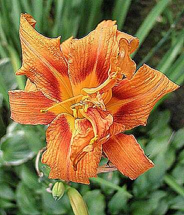 Image of orange daylily